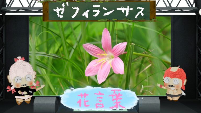 ゼフィランサスの花言葉は怖い？天気予報の花の色や由来をご紹介