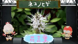 ネコノヒゲの花言葉！色別や怖い理由など猫の花を徹底解説！