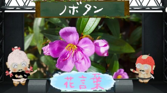 ノボタンの花言葉は怖い？１日花が散り新たに生まれるたくましさ