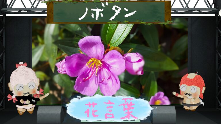 ノボタンの花言葉は怖い？１日花が散り新たに生まれるたくましさ