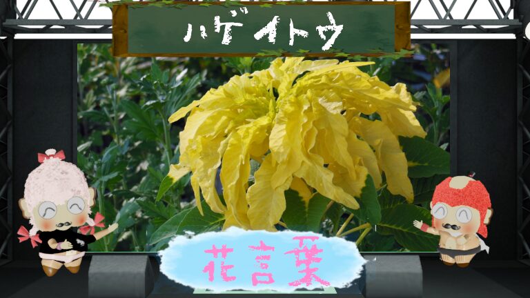 ハゲイトウの花言葉は怖い?夏から秋にかけ変化する葉の魅了分析