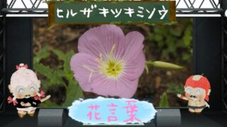 インパチェンスの花言葉！色別＆怖い理由など花壇を彩る花を解剖