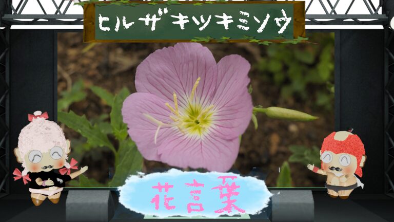 ヒルザキツキミソウの花言葉!由来や月見草との違いを大解説