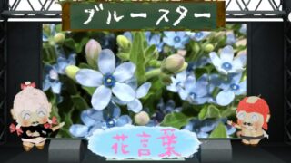 ネコノヒゲの花言葉！色別や怖い理由など猫の花を徹底解説！