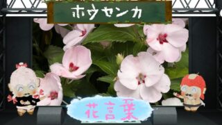 ホウセンカの花言葉！中国の鳳凰が愛した花の色別＆怖い理由