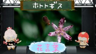 ホトトギスの花言葉は怖いの？色別の花言葉や名前の由来を解説