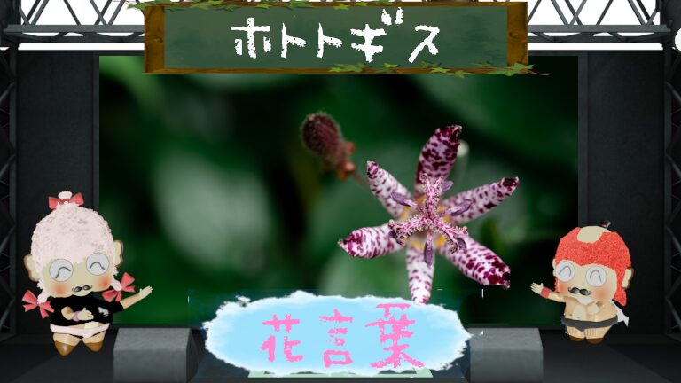 ホトトギスの花言葉は怖いの？色別の花言葉や名前の由来を解説