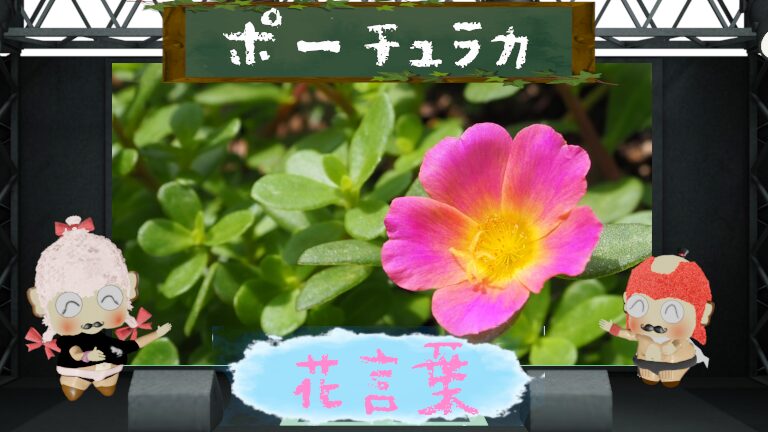ポーチュラカの花言葉は怖い？光の強さに反応する強き花を分析