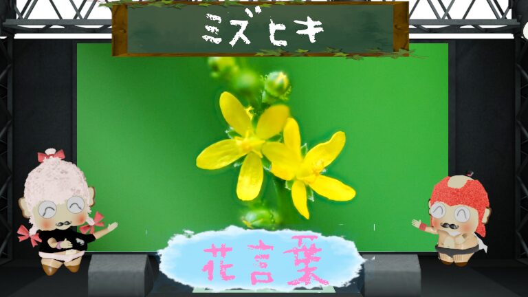 ミズヒキの花言葉！紅白のめでたさを併せ持つ花の由来を徹底解説