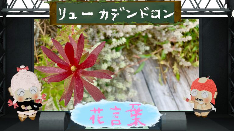 リューカデンドロンの花言葉!怖い理由は火事で種が弾けるから?