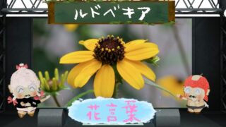 ルドベキアの花言葉は怖いの？アメリカの州花の色別や由来を解説
