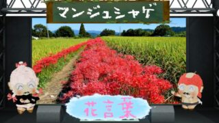 曼珠沙華の花言葉は怖いの？彼岸花が持つ秋の風物詩の特徴とは？