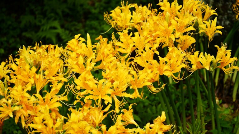 曼珠沙華