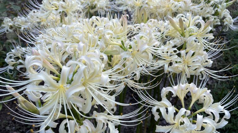 曼珠沙華