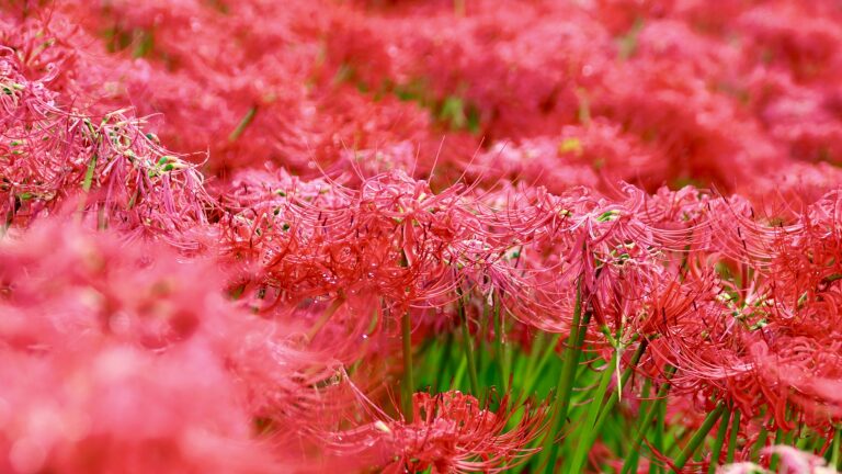 曼珠沙華