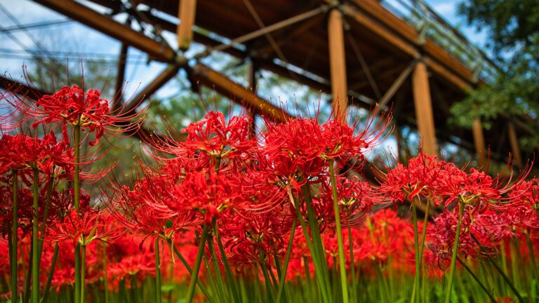 曼珠沙華