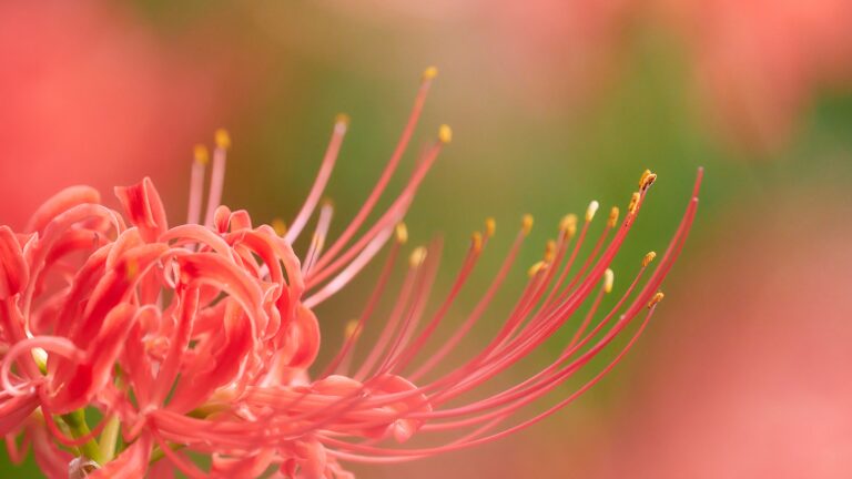 曼珠沙華