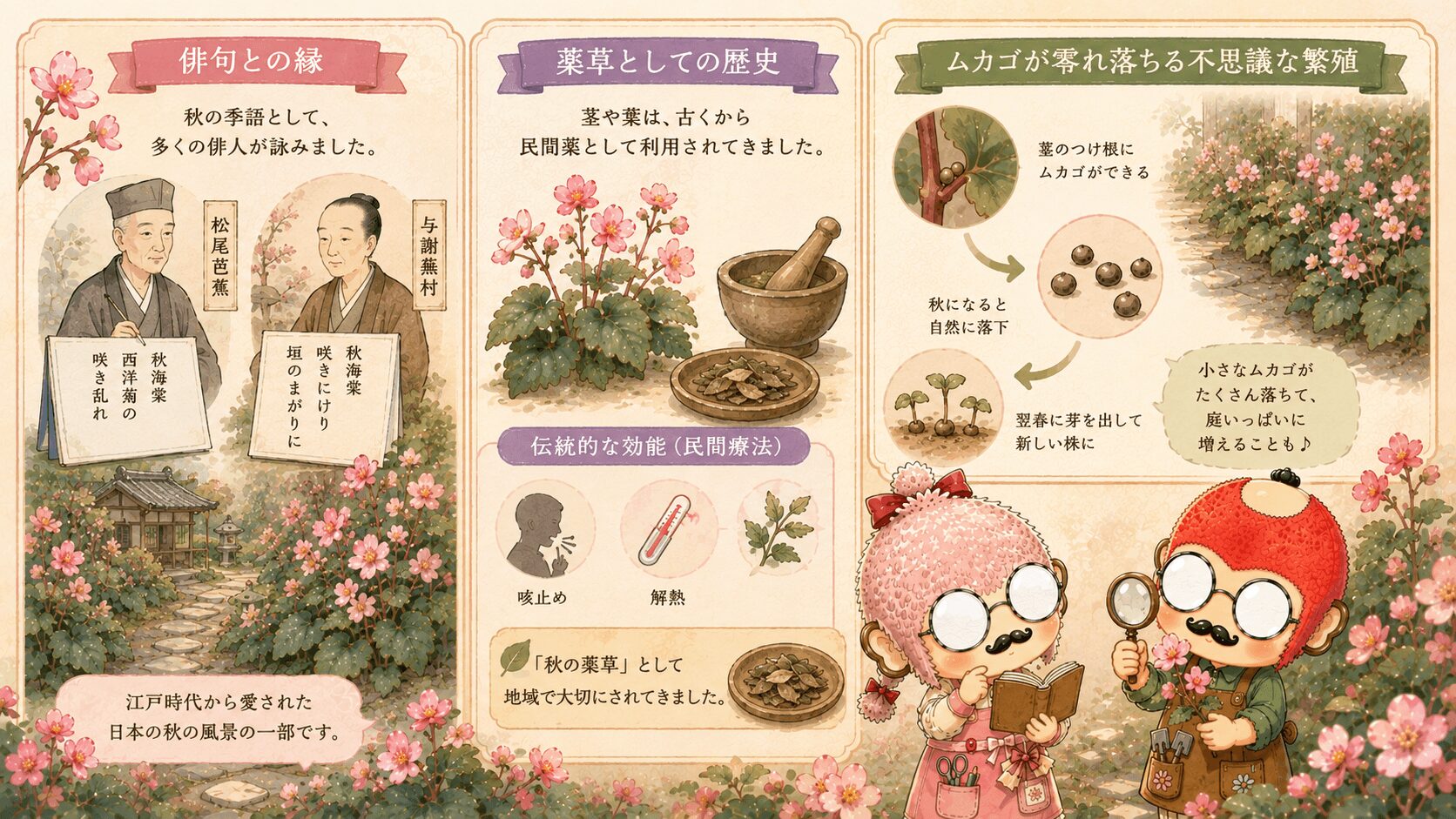 秋海棠の雑学