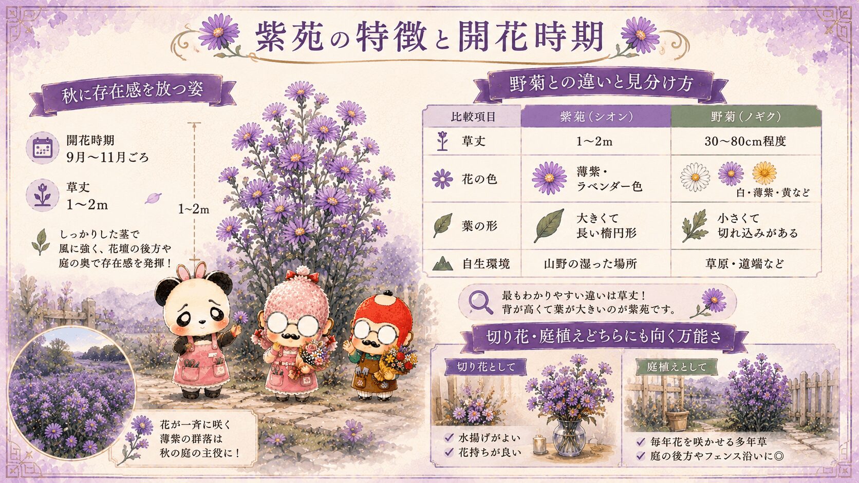 紫苑の特徴と開花時期