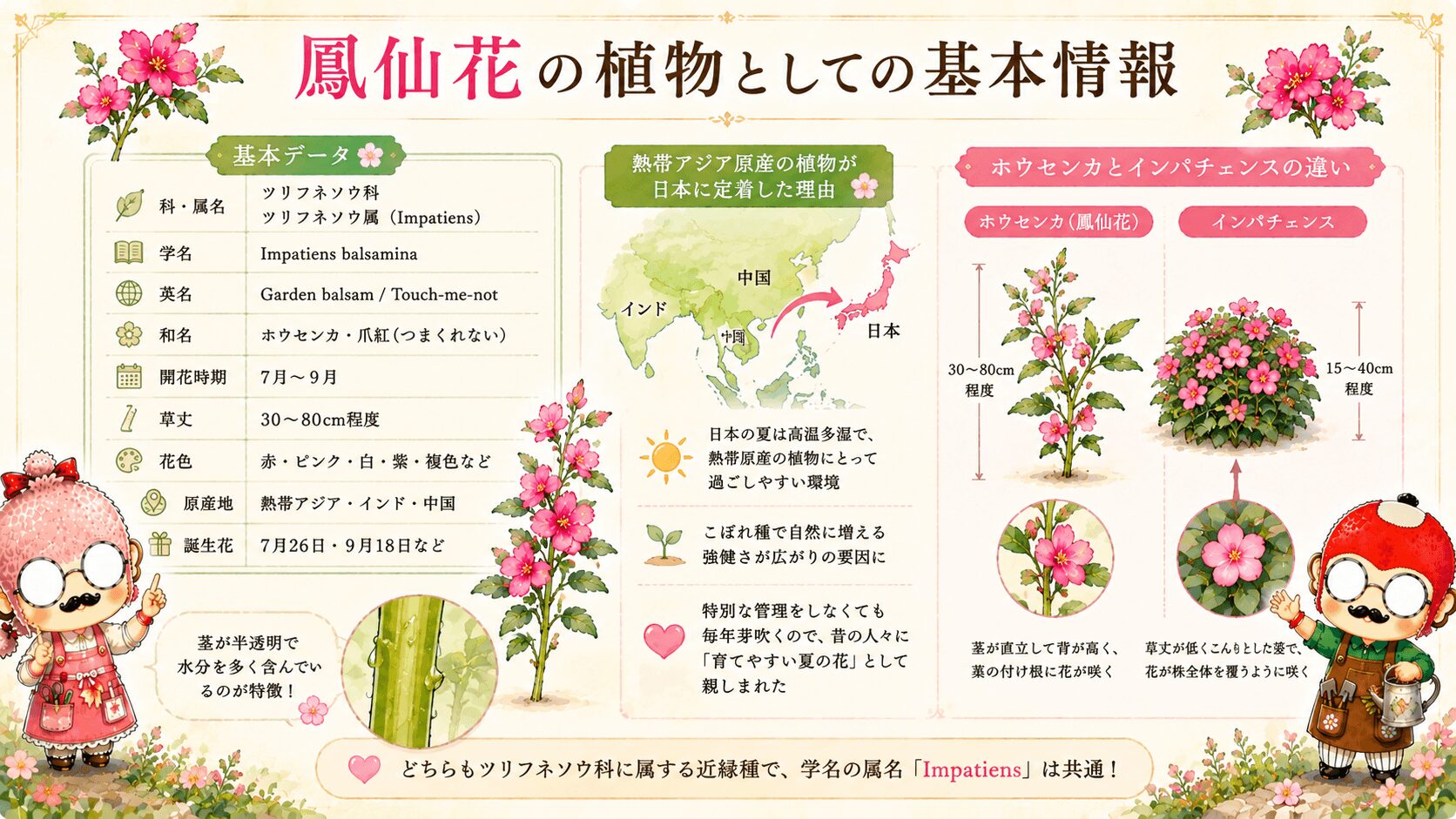 鳳仙花の基本情報