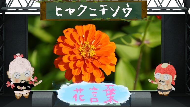 ヒャクニチソウの花言葉は怖いの?色別など長生き花を大解説