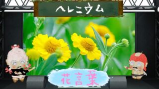 ヒャクニチソウの花言葉は怖いの？色別など長生き花を大解説