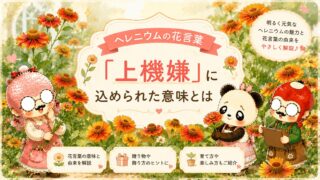 ヘレニウムの花言葉「上機嫌」に込められた意味とは