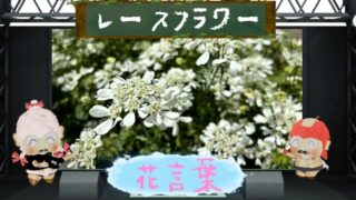 ヒャクニチソウの花言葉は怖いの？色別など長生き花を大解説