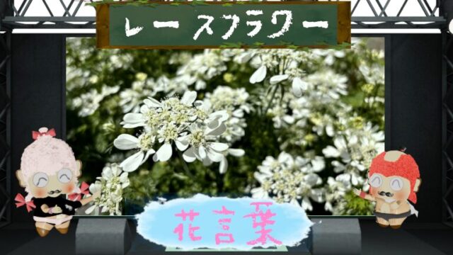 レースフラワーの花言葉は怖いの？主役にも脇役にもなれる魅力