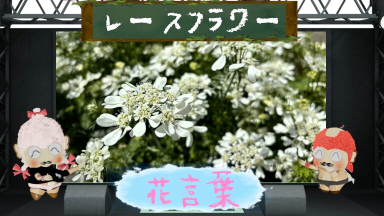 レースフラワーの花言葉は怖いの?主役にも脇役にもなれる魅力