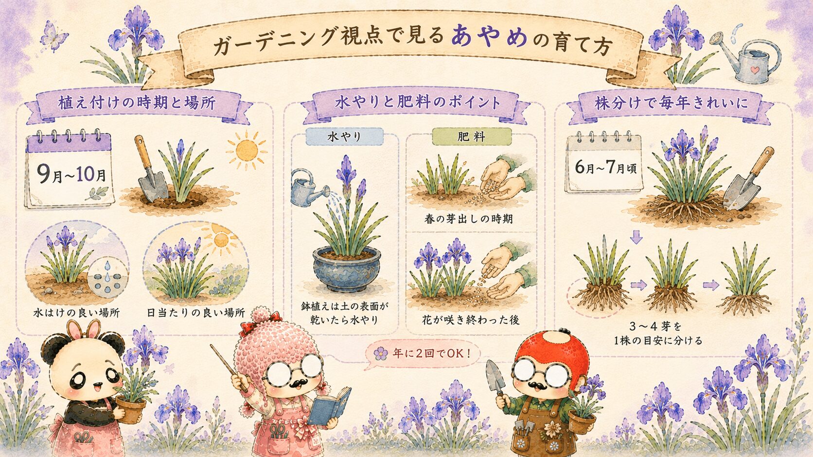 あやめのガーデニング活用