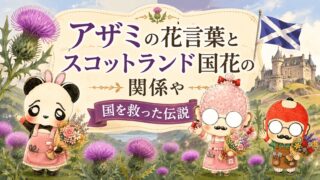 アザミの花言葉とスコットランド国花の関係や国を救った伝説
