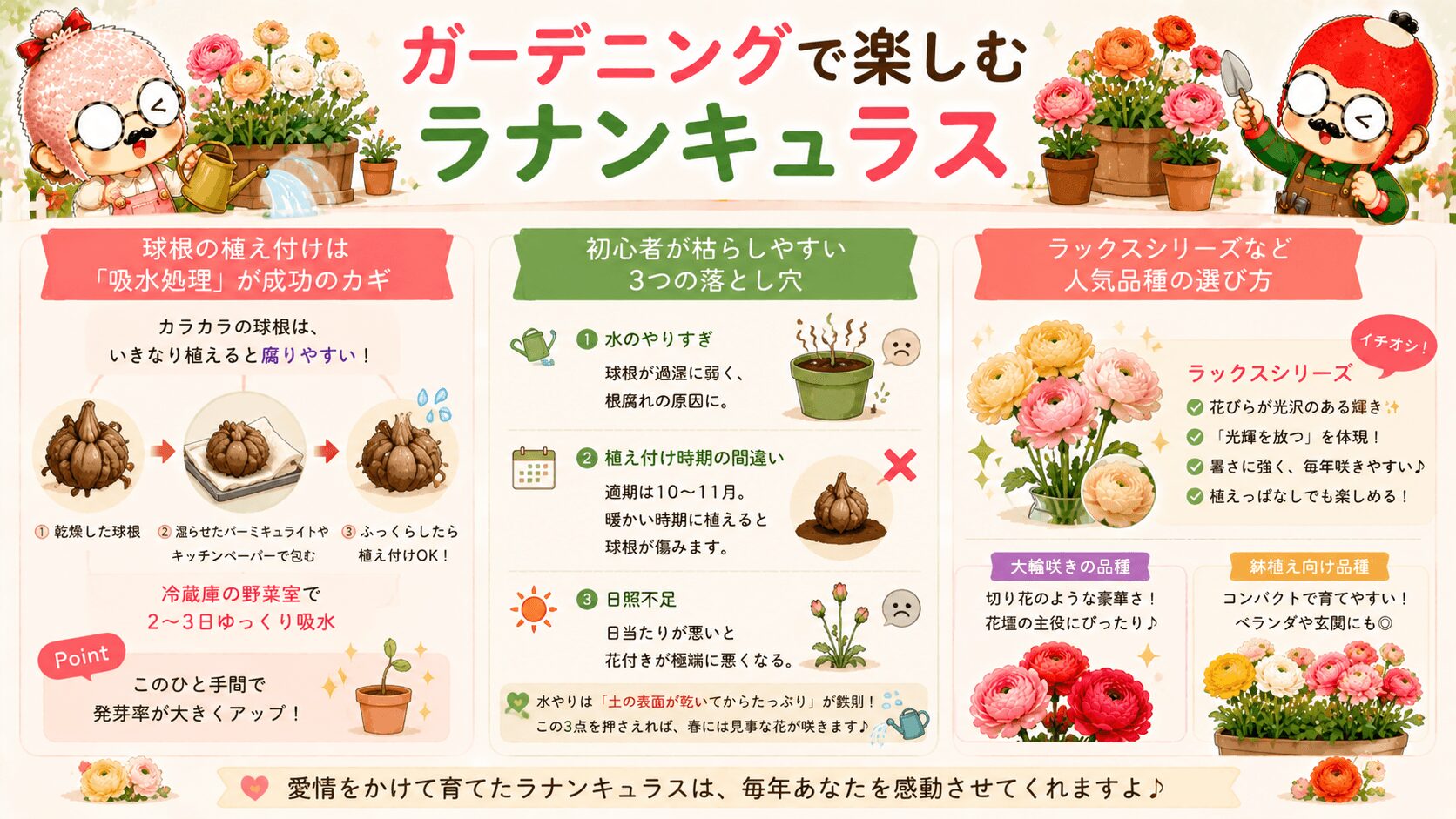 ガーデニングで楽しむラナンキュラス