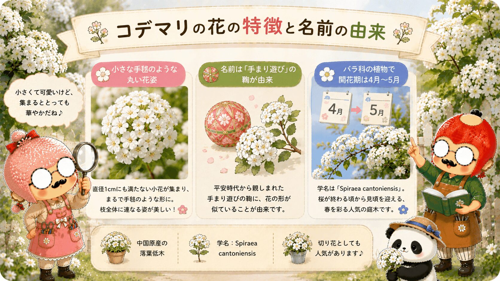コデマリの特徴
