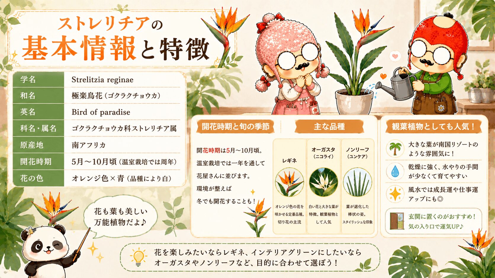 ストレリチアの基本情報