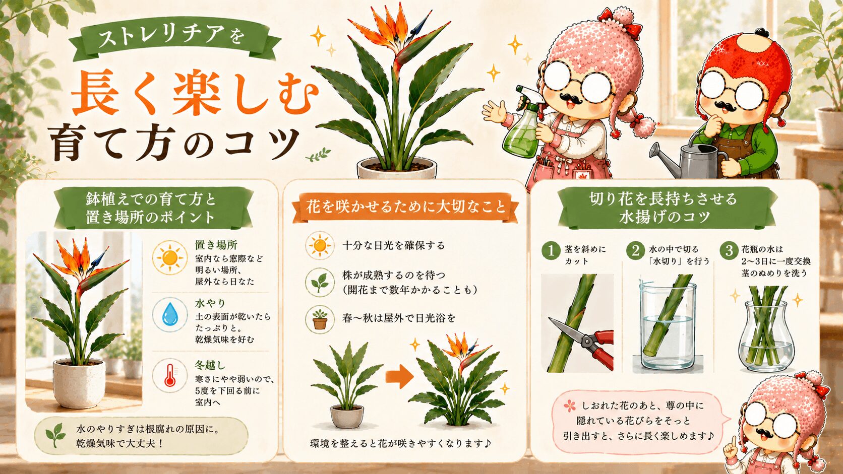 ストレリチアの育て方