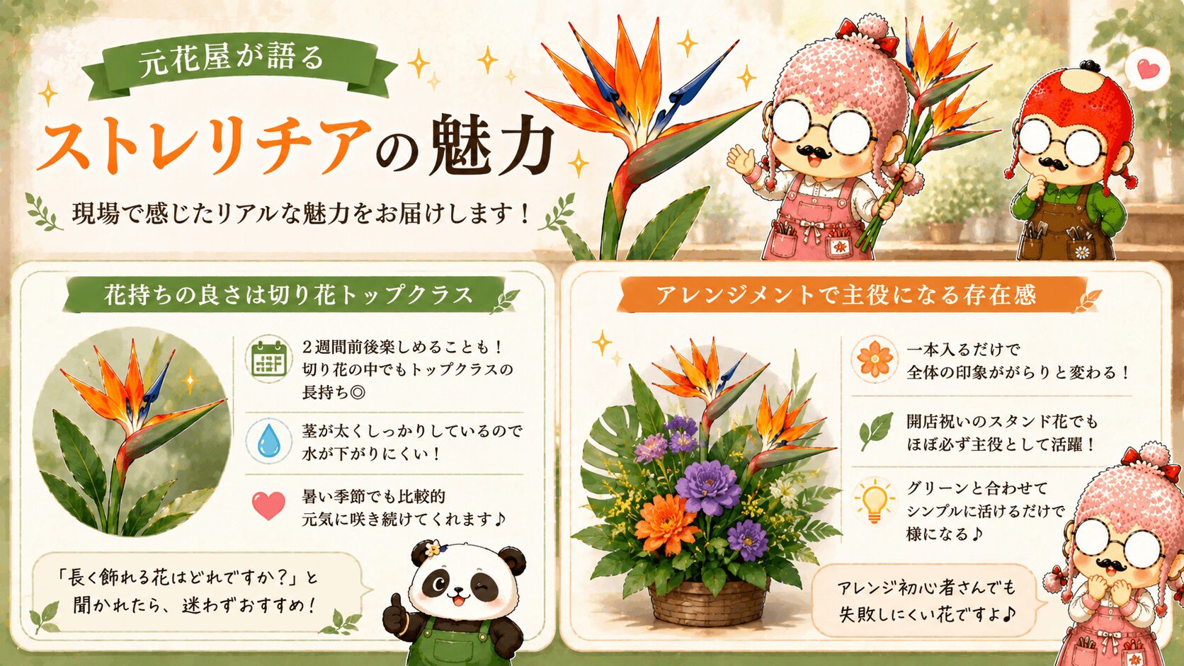 ストレリチアの魅力