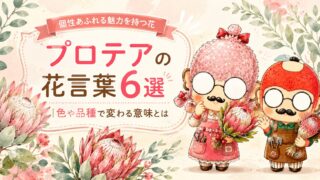 プロテアの花言葉6選|色や品種で変わる意味とは