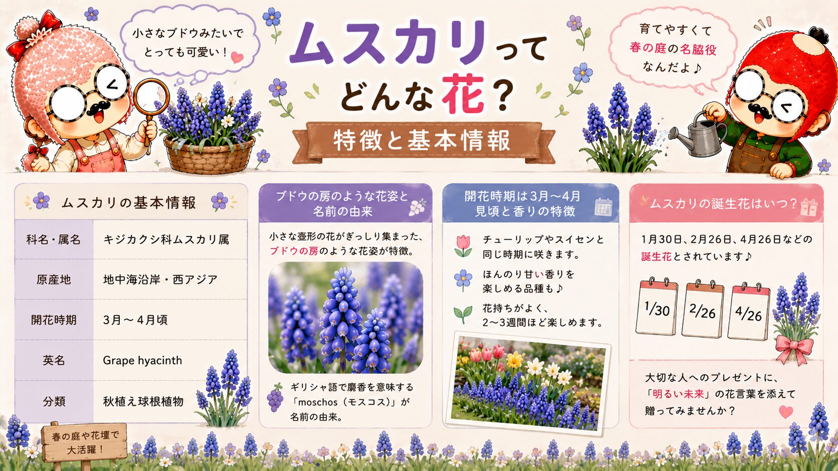 ムスカリとはどんな花