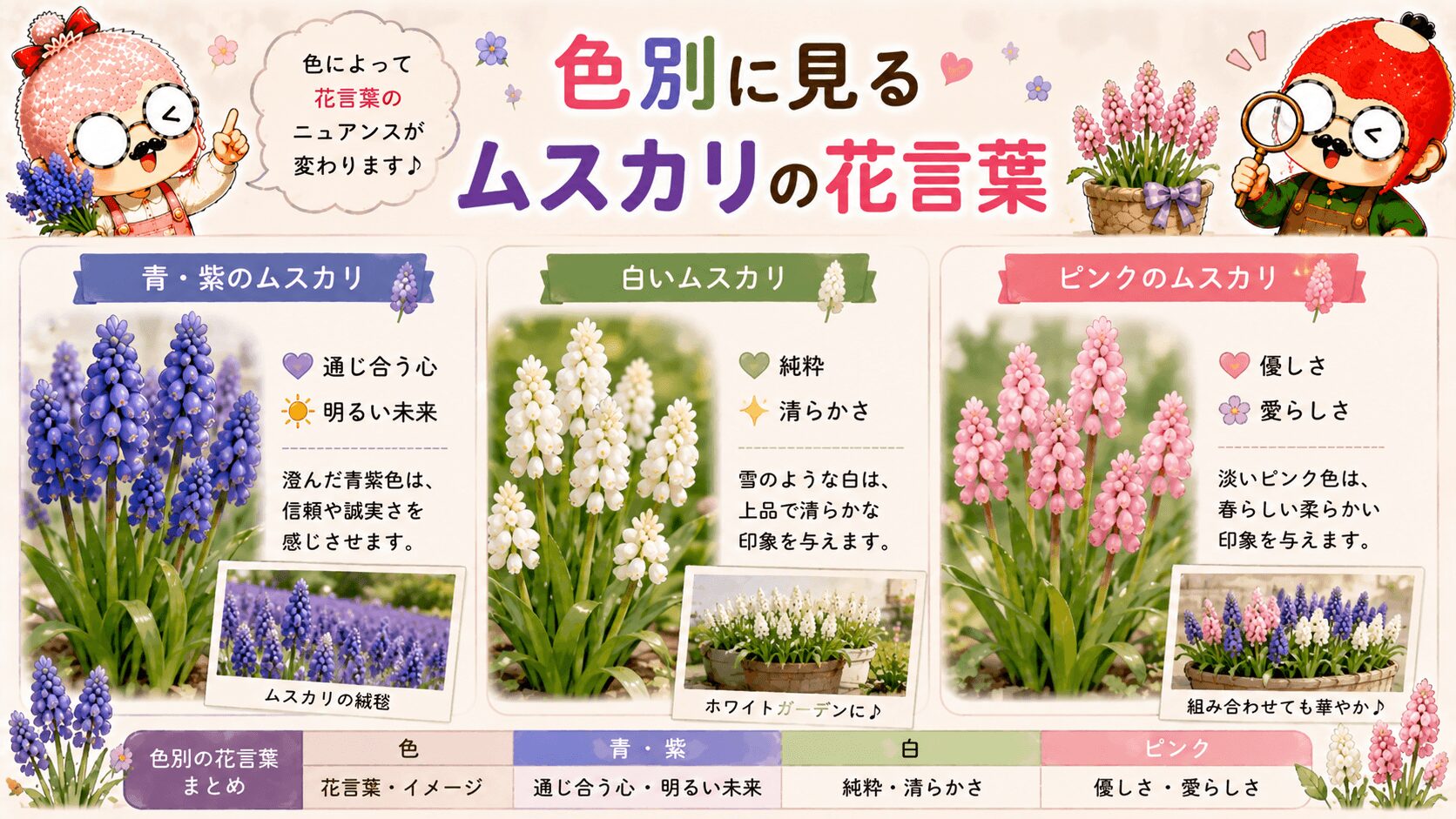 ムスカリの色別の花言葉