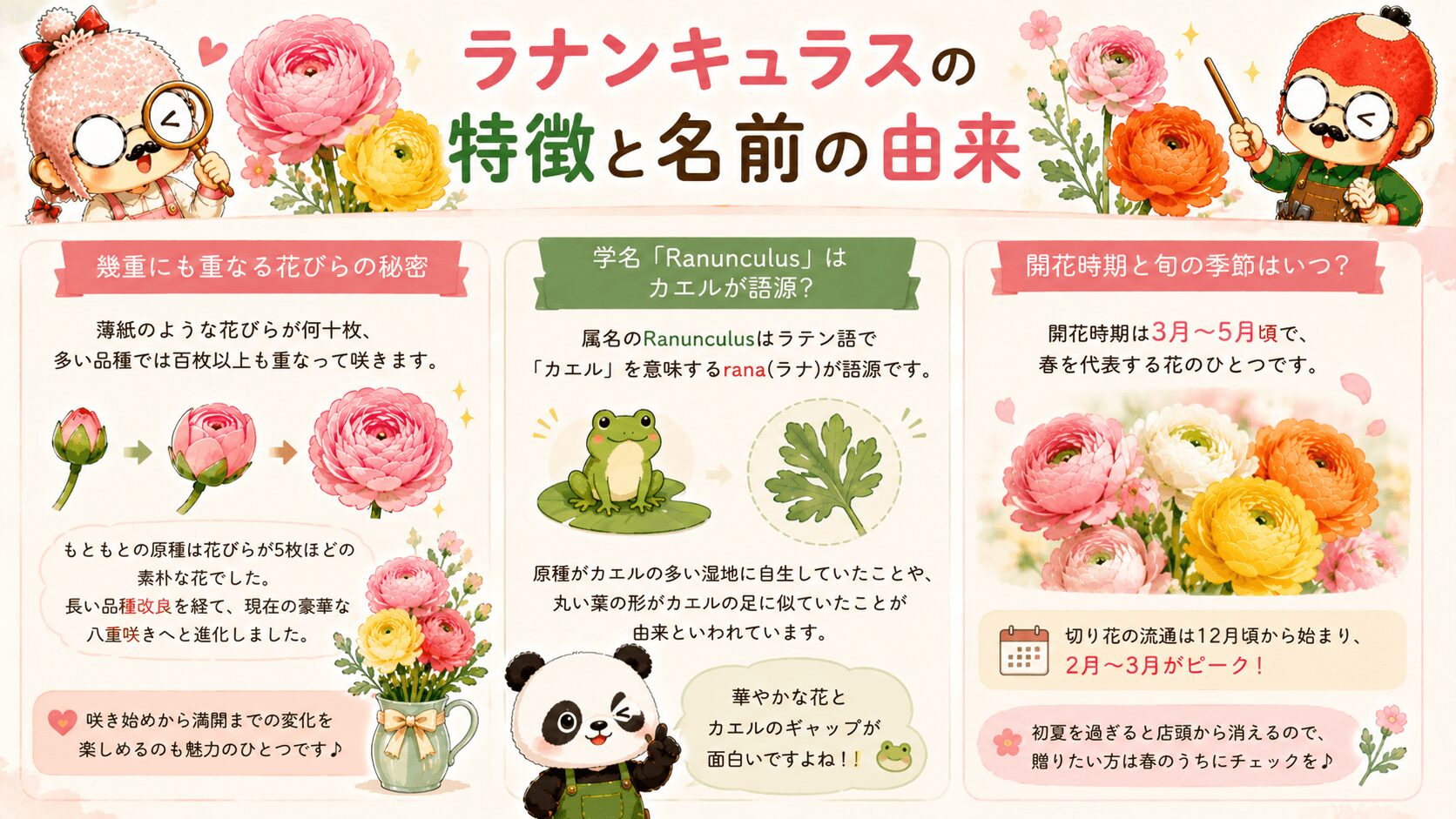 ラナンキュラスの特徴と名前の由来
