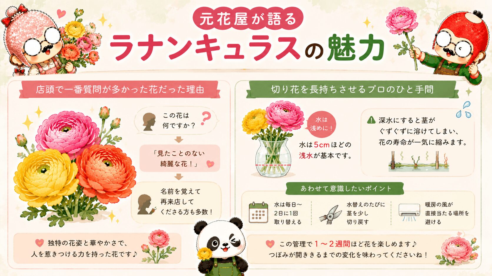 ラナンキュラスの魅力