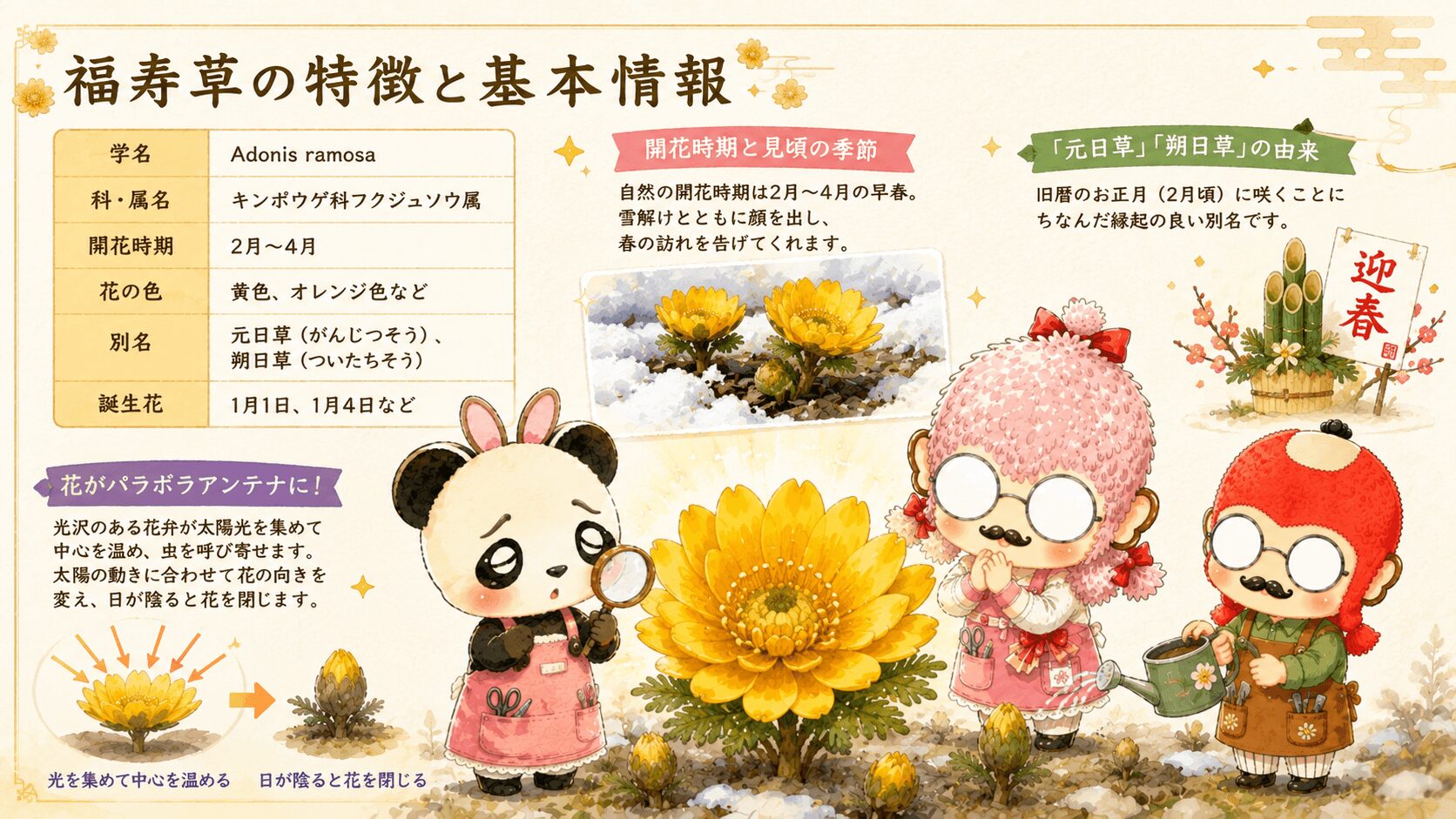 福寿草の基本情報