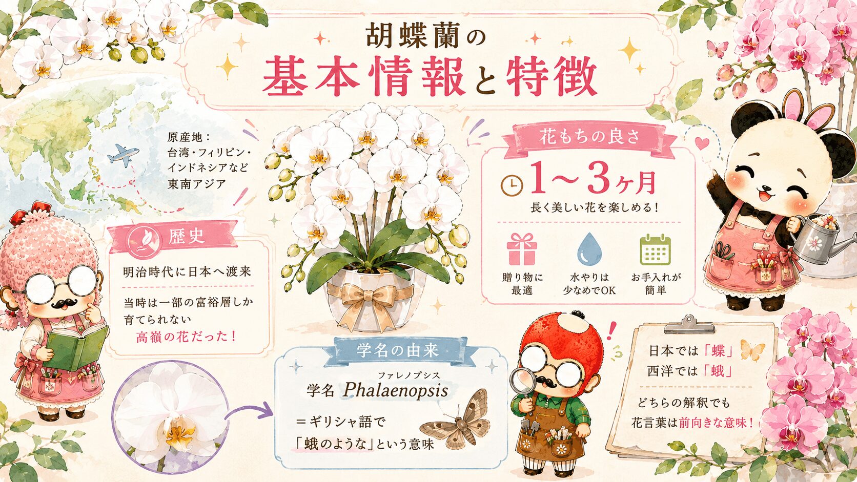 胡蝶蘭の基本情報