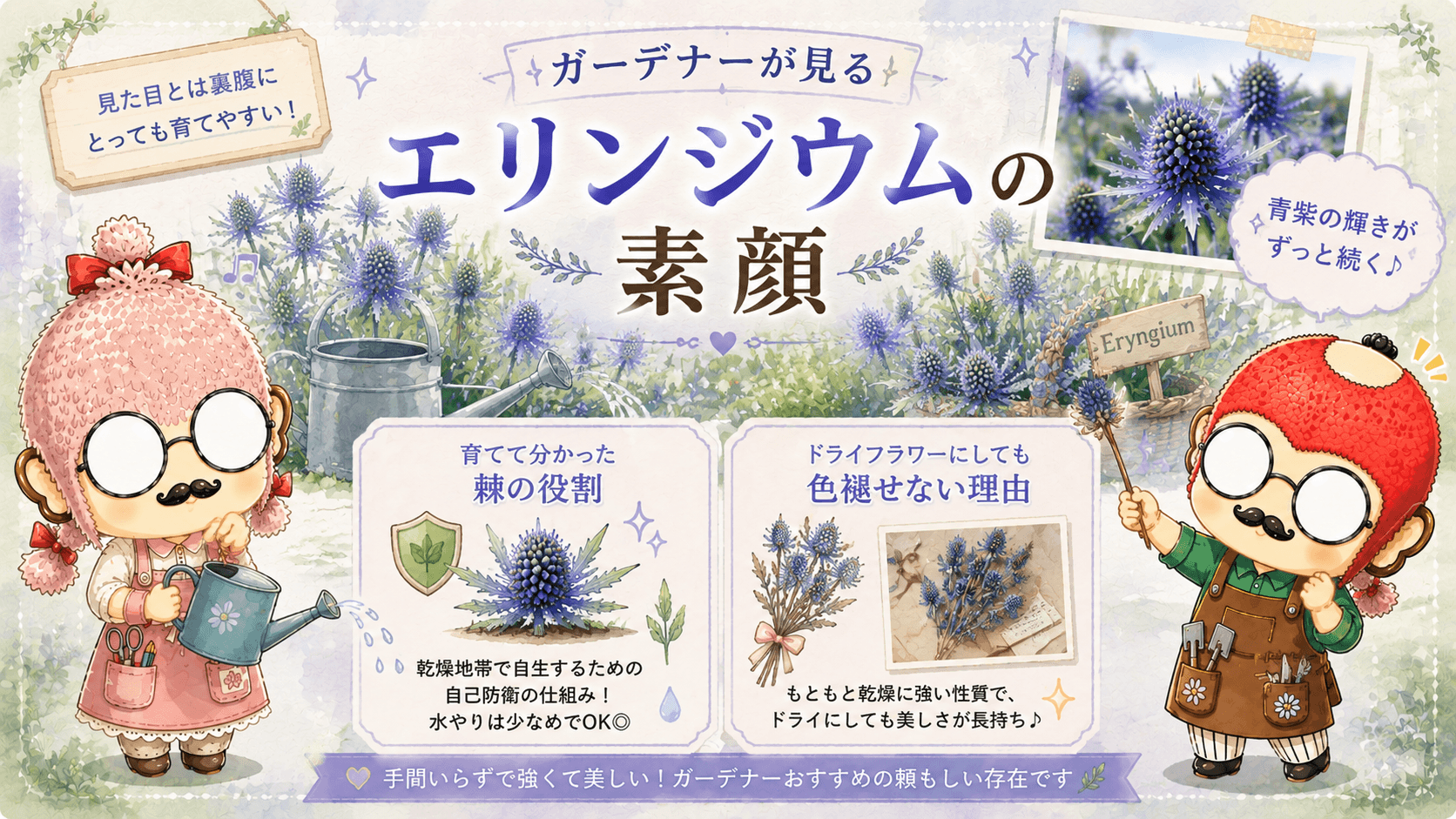 エリンジウムの素顔