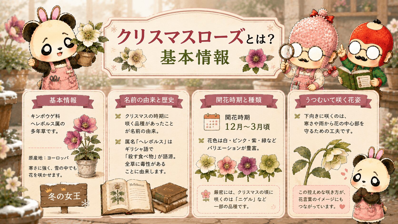 クリスマスローズの基本情報