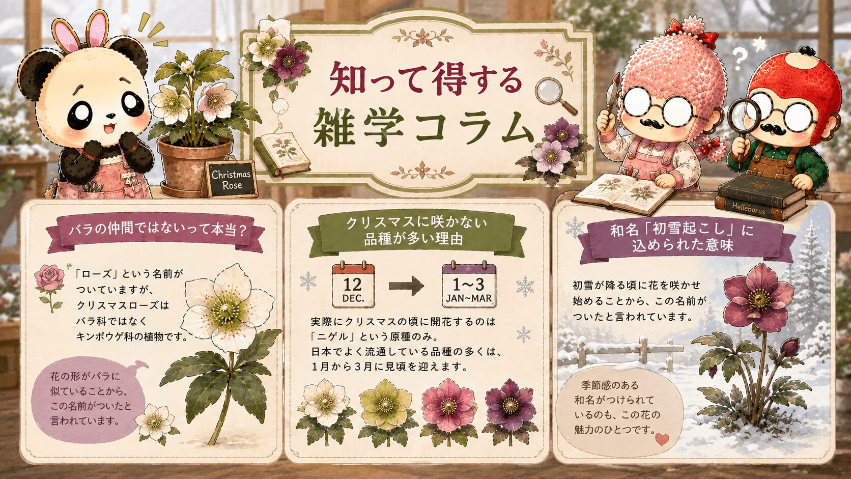 クリスマスローズの雑学
