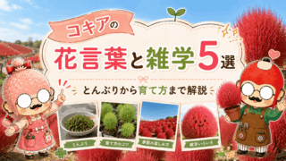 コキアの花言葉と雑学5選｜とんぶりから育て方まで解説