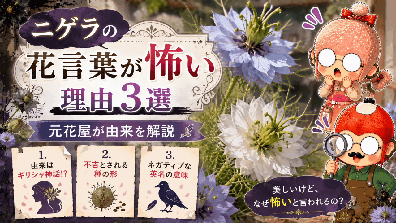 ニゲラの花言葉が怖い理由3選|元花屋が由来を解説