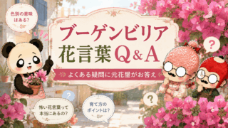 ブーゲンビリア花言葉Q&A|よくある疑問に元花屋がお答え